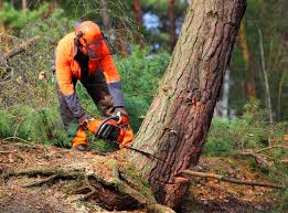  Liolnton, NC Tree Removal and Landscaping Services Pros